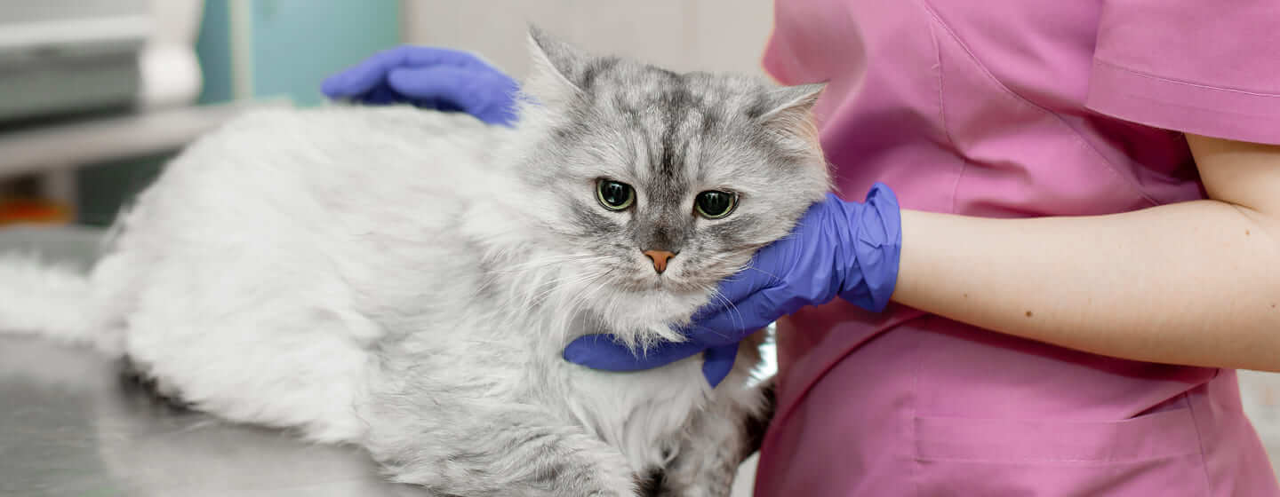 Wie Merke Ich Ob Meine Katze Fieber Hat
